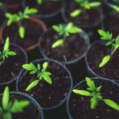 co-uprawiac-w-tunelu-foliowym