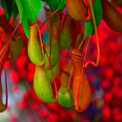 rzadkie-gatunki-roslin-w-polsce-czy-wymagaja-szczegolnej-opieki