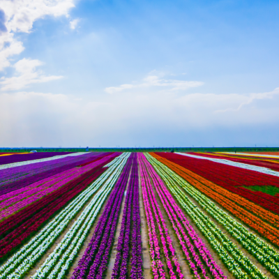 poradnik-poczatkujacego-ogrodnika-i-ty-mozesz-miec-wlasna-uprawe