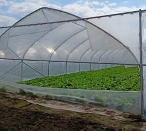 Tunele i Bloki Foliowe Lekkie