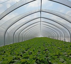 Tunele i Bloki Foliowe Lekkie