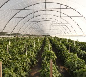 Tunele i Bloki Foliowe Lekkie