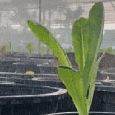 okres-wegetacyjny-a-uprawa-w-tunelu-foliowym