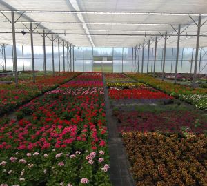 Árnyékoló rendszerek