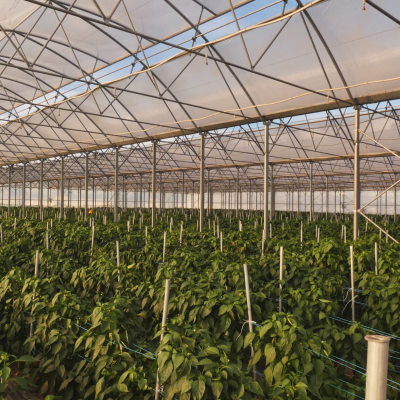 co-uprawiac-w-tunelu-foliowym-2