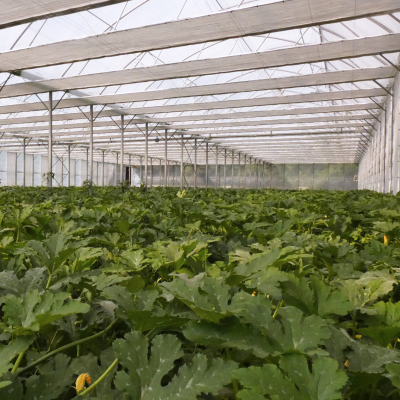 jak-profesjonalne-tunele-foliowe-wspieraja-nowoczesne-ogrodnictwo