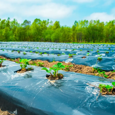 wplyw-folii-zbrojonej-na-zdrowie-roslin-i-plony